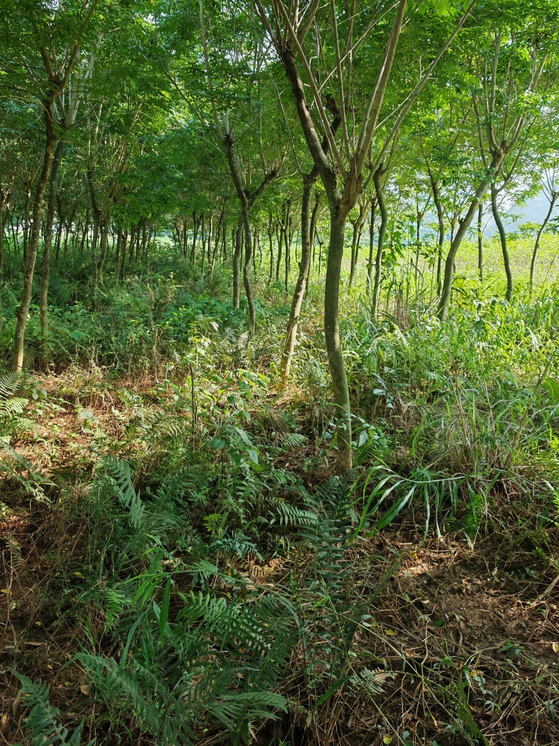 （推荐·）黄花梨树产地一手货源可以任意挑选，支持视频看货