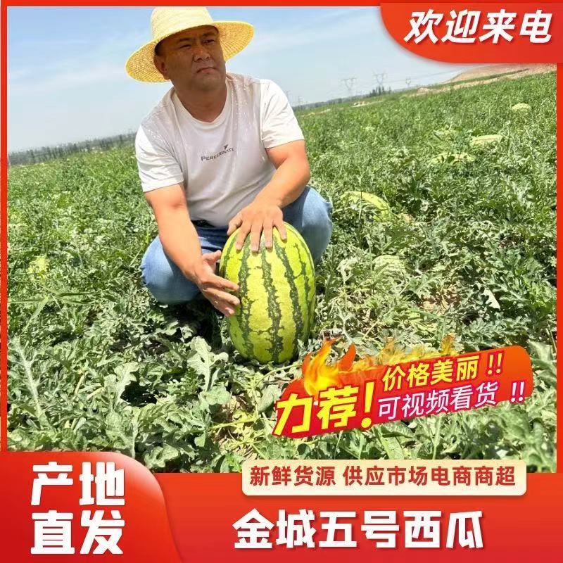 优选推荐新疆西瓜金城五号西瓜可视频看货产地直发
