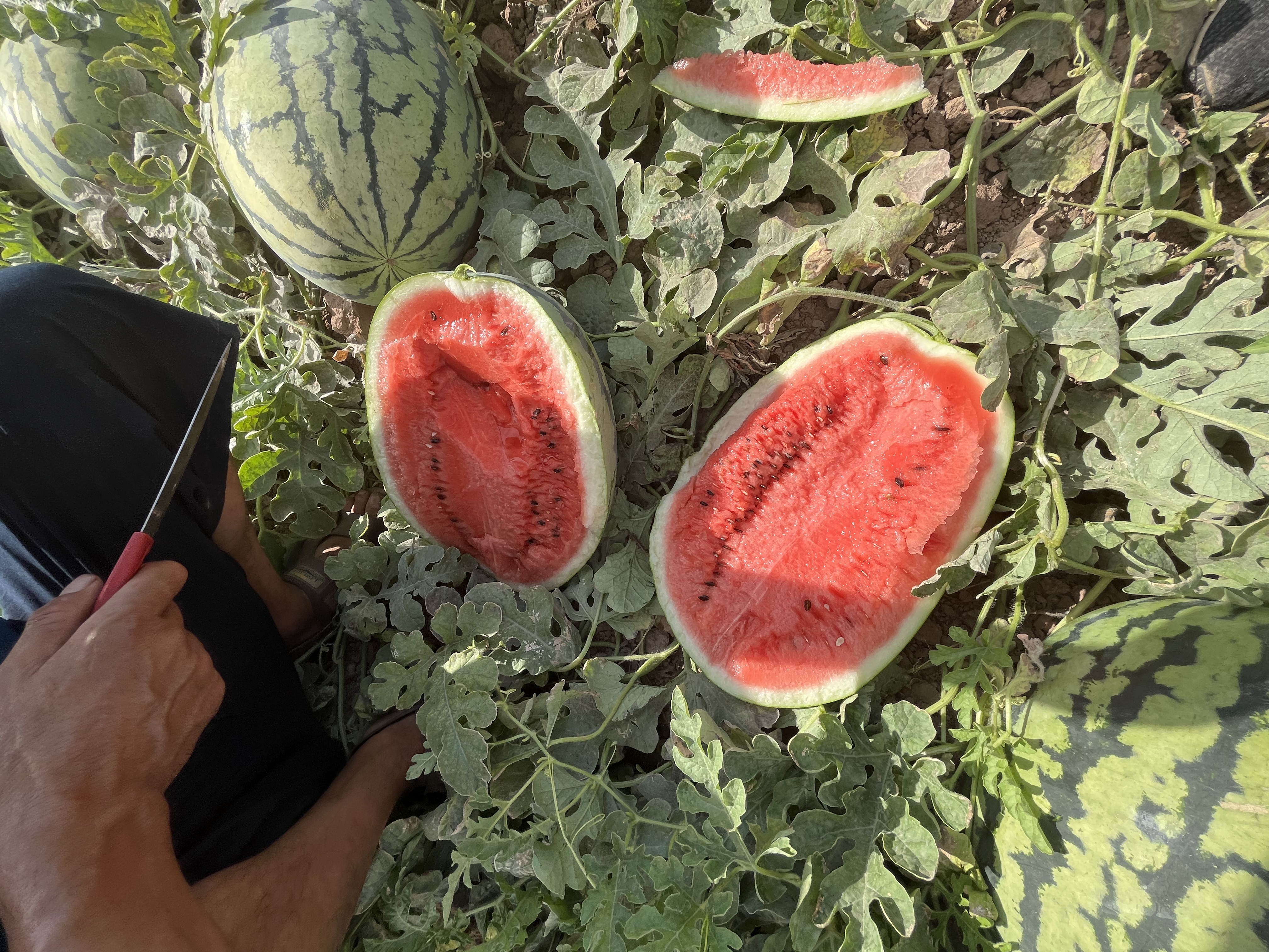 展示一个完整西瓜和一个切开的西瓜,用于说明不同保存状态下的差异 完整西瓜与切开西瓜对比