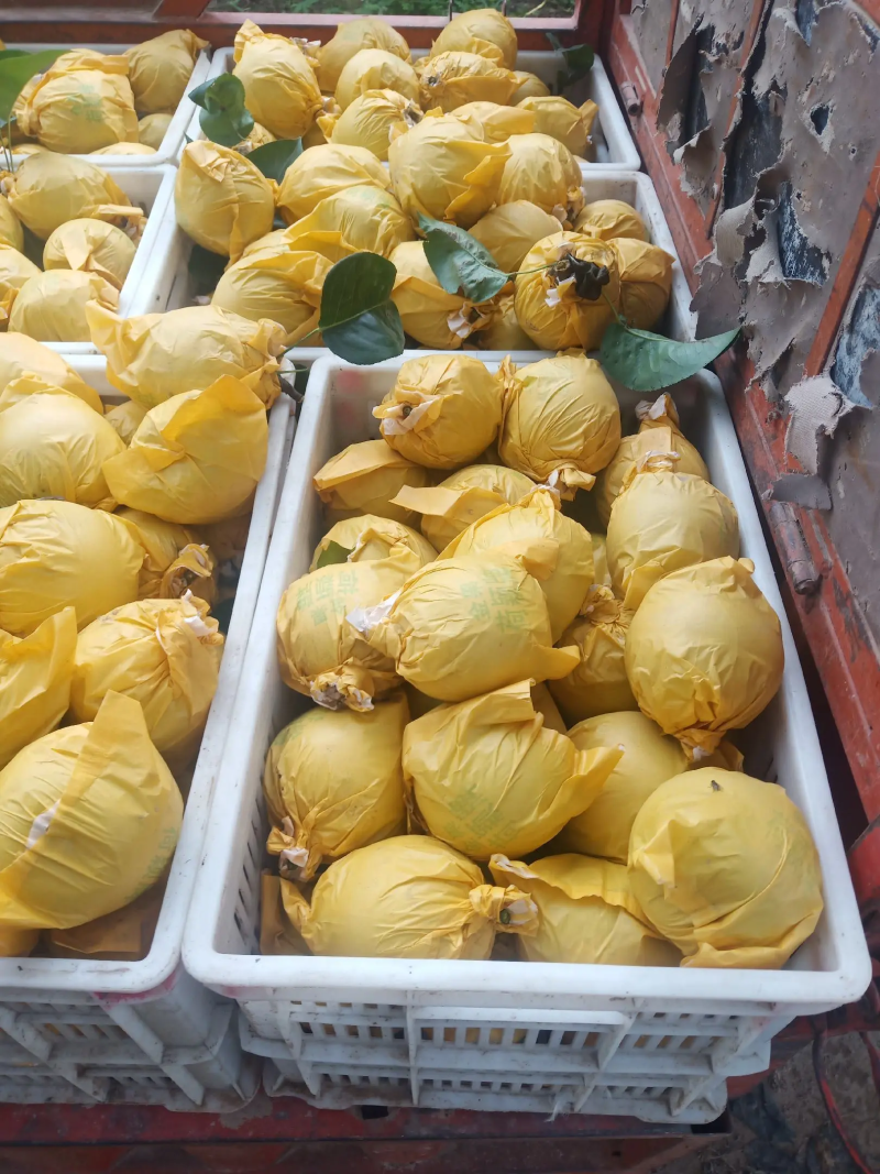 【热卖中】翠玉梨套袋果518梨酥脆一号梨产地一手货源量大