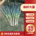 铁杆大葱，长白大葱，大量上市，货源充足，价格优惠