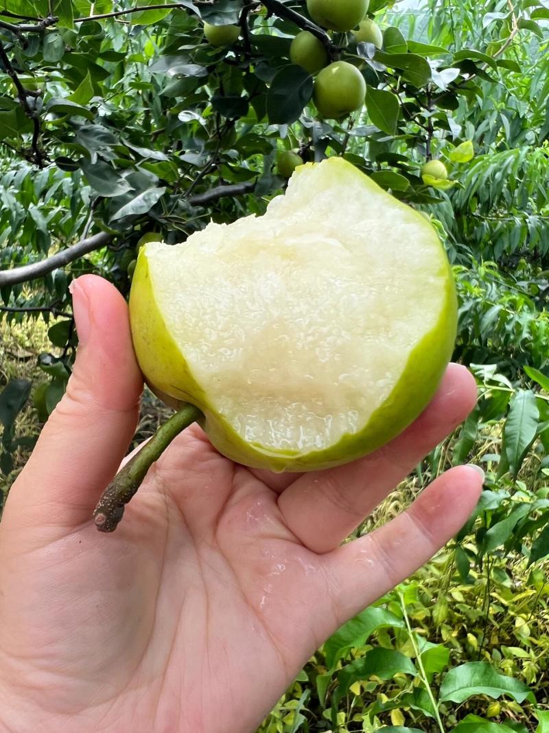 【热卖中】翠玉梨套袋果518梨酥脆一号梨产地一手货源量大