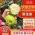 【精选】万亩翠玉梨套袋果大量上市上货快价格美丽大吨位供应