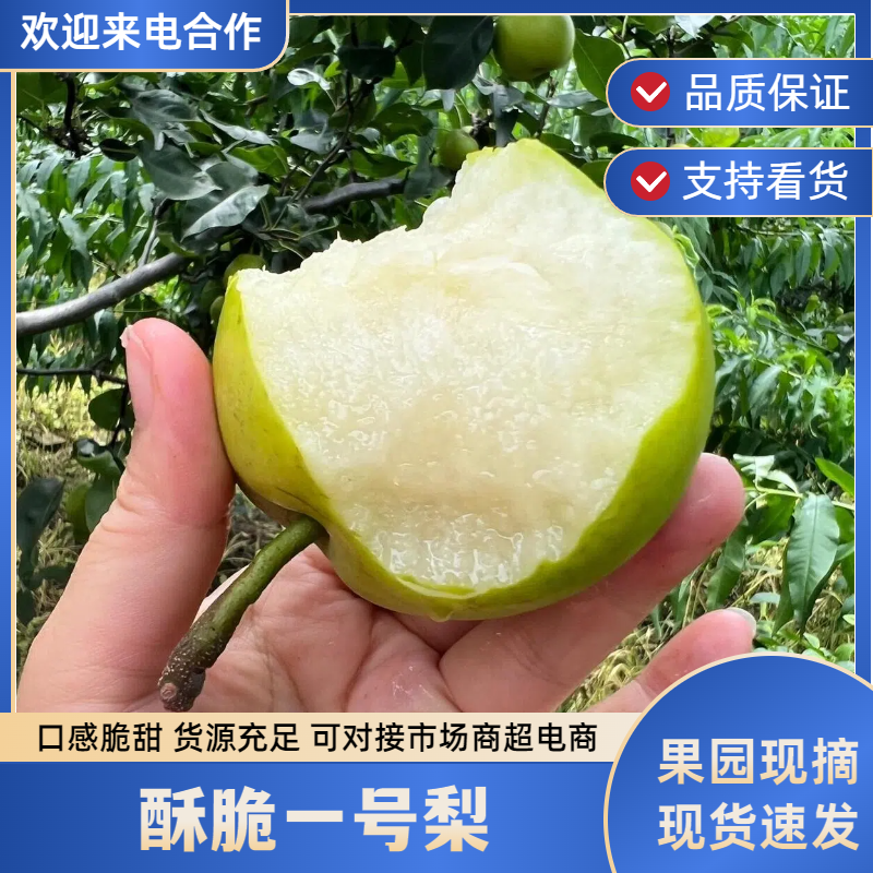 【热卖中】翠玉梨套袋果518梨酥脆一号梨产地一手货源量大