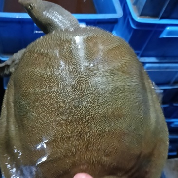 湖南益阳鲜活甲鱼批发基地直接送货上门欢迎电话咨询