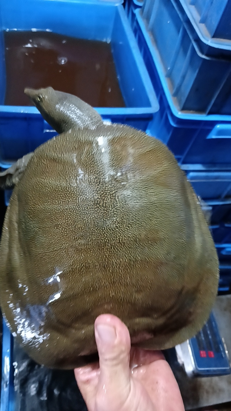 湖南益阳鲜活甲鱼批发基地直接送货上门欢迎电话咨询