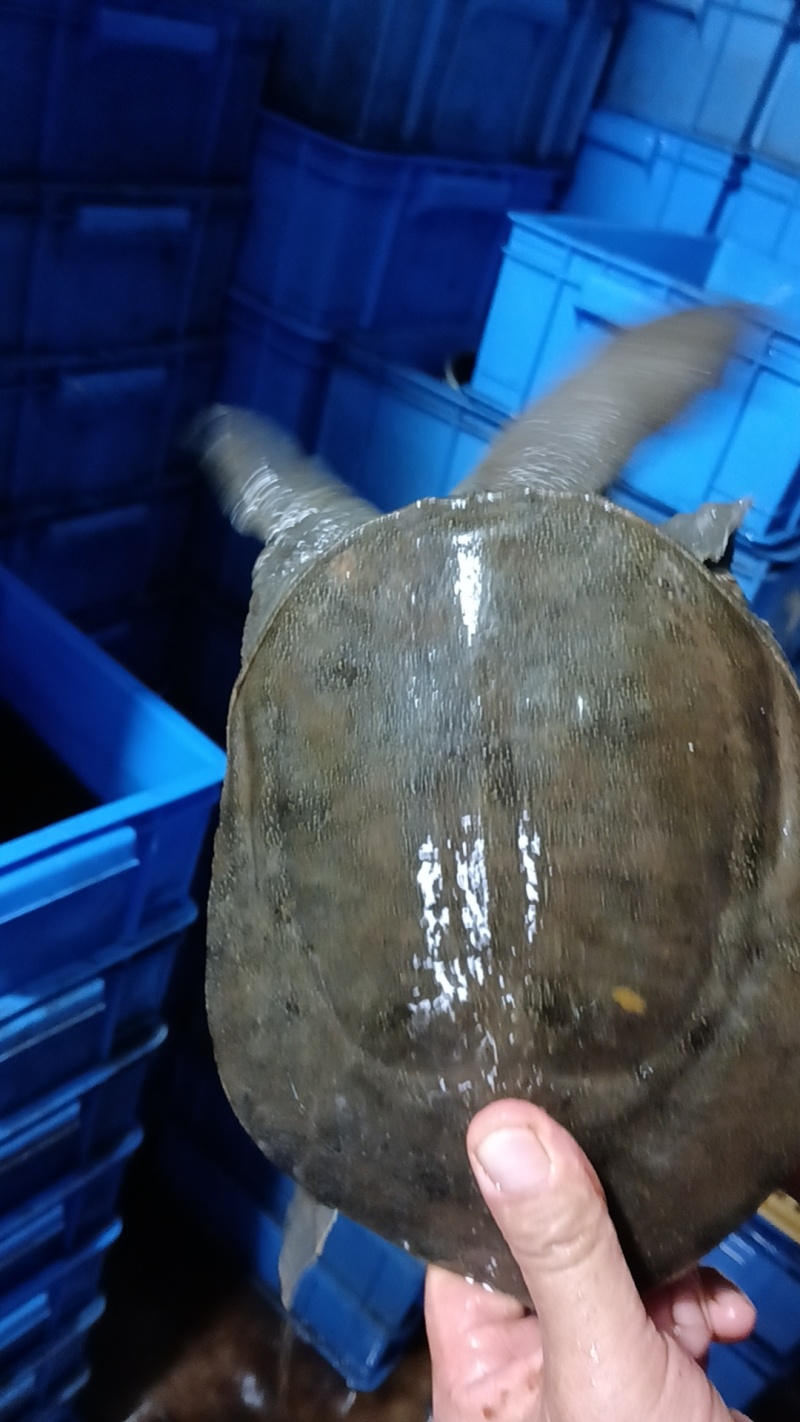湖南益阳鲜活甲鱼批发基地直接送货上门欢迎电话咨询