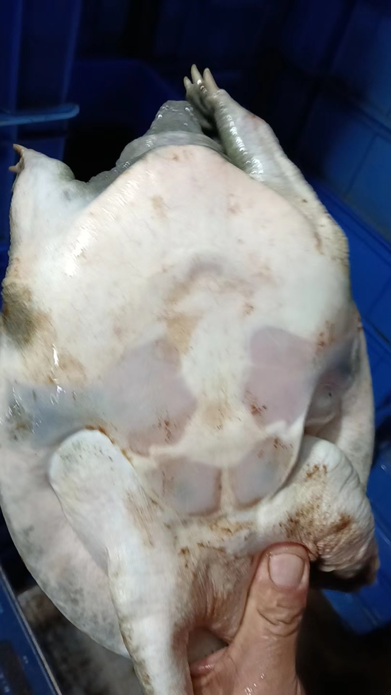 湖南益阳鲜活甲鱼批发基地直接送货上门欢迎电话咨询