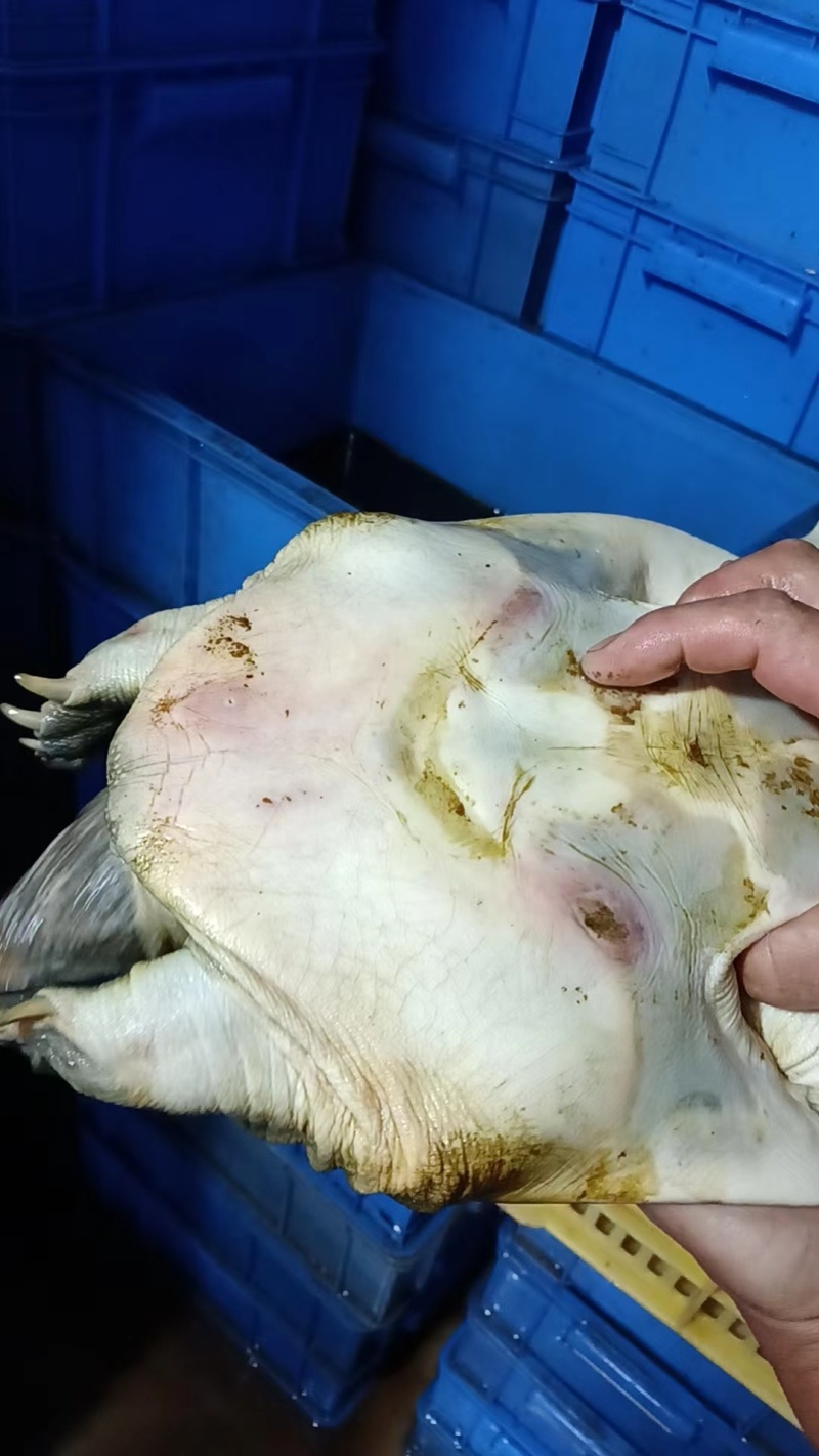 湖南益阳鲜活甲鱼批发基地直接送货上门欢迎电话咨询