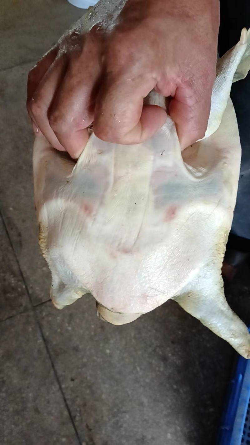 湖南益阳鲜活甲鱼批发基地直接送货上门欢迎电话咨询