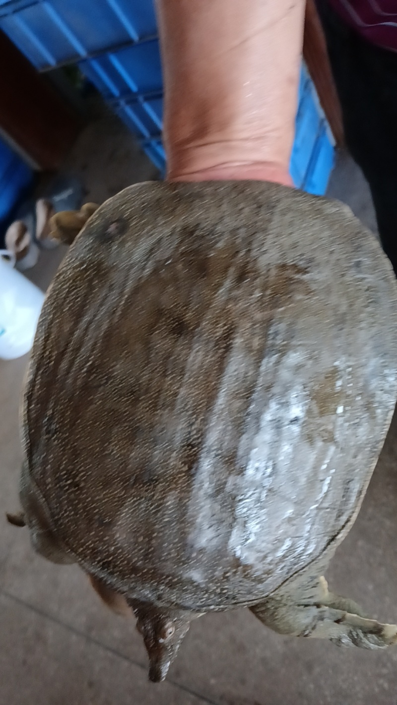 湖南益阳鲜活甲鱼批发基地直接送货上门欢迎电话咨询