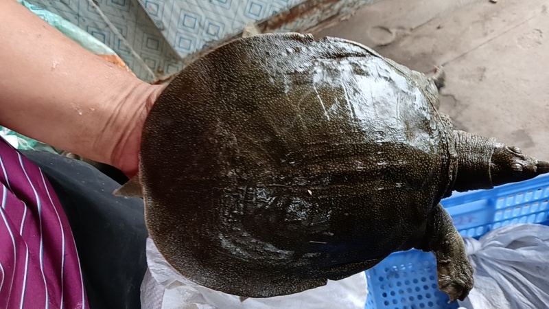 湖南益阳鲜活甲鱼批发基地直接送货上门欢迎电话咨询