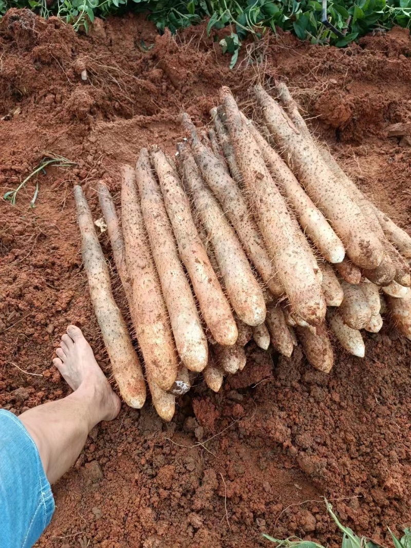 24年小白嘴山药大量上市，一手货源产地直发，5000斤起