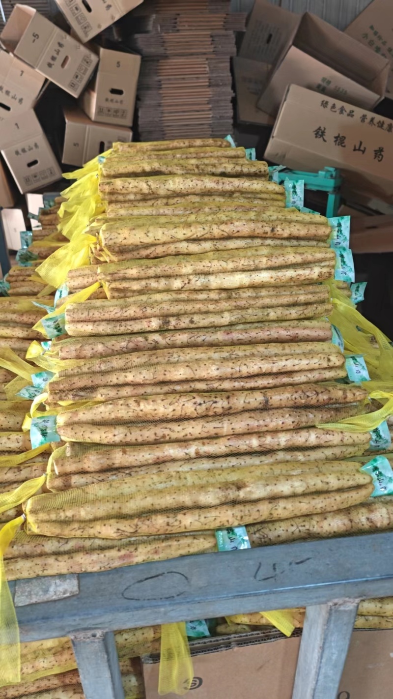 24年小白嘴山药大量上市，一手货源产地直发，5000斤起