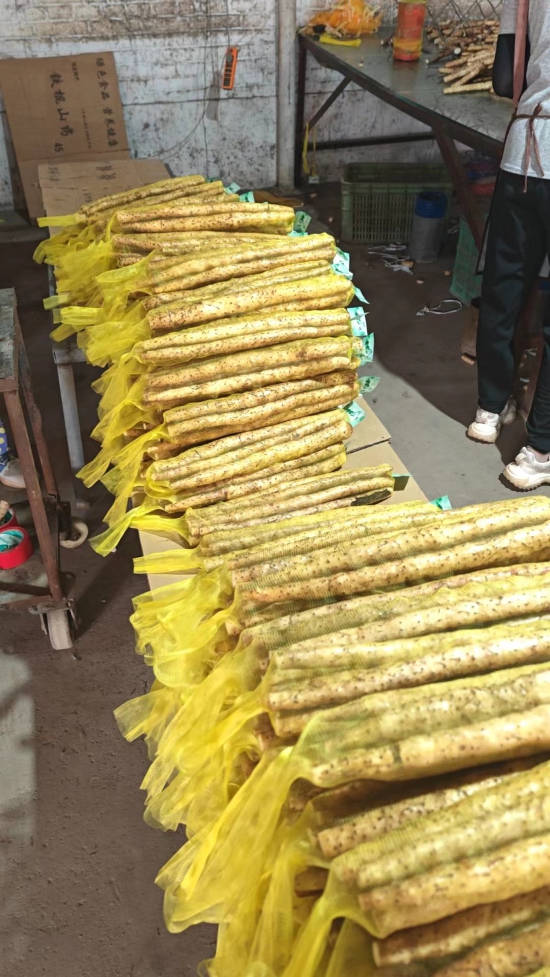 24年小白嘴山药大量上市，一手货源产地直发，5000斤起