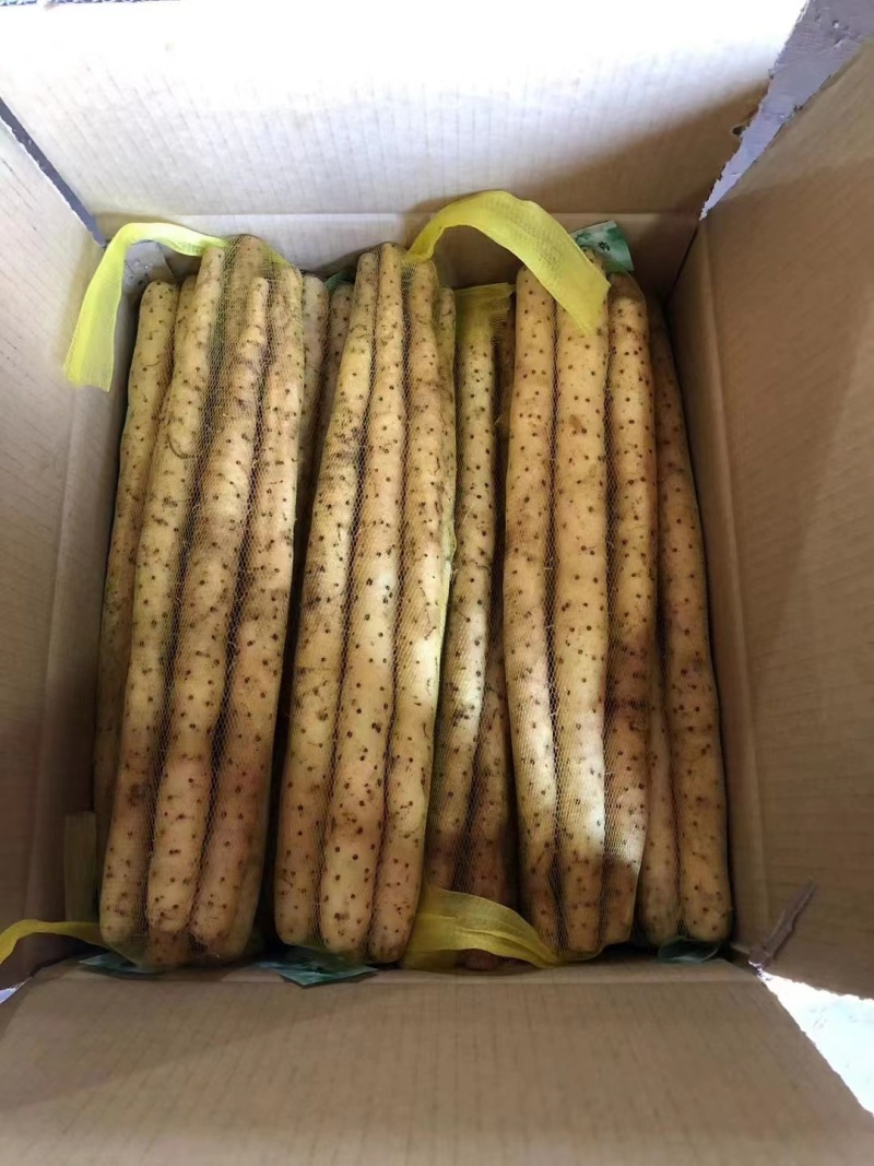 24年小白嘴山药大量上市，一手货源产地直发，5000斤起