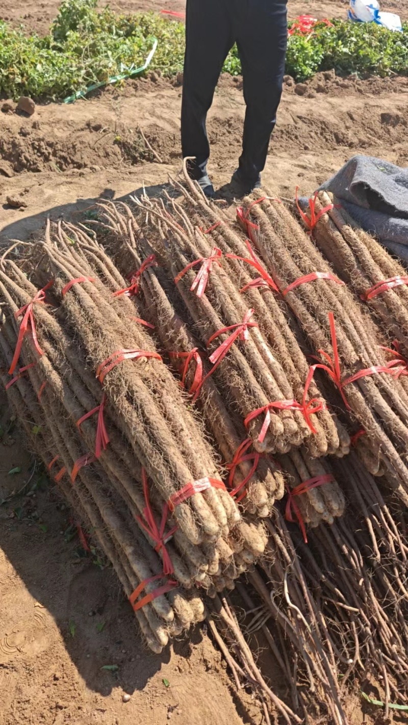 24年垆土铁棍山药大量上市，一手货源，3000斤起批