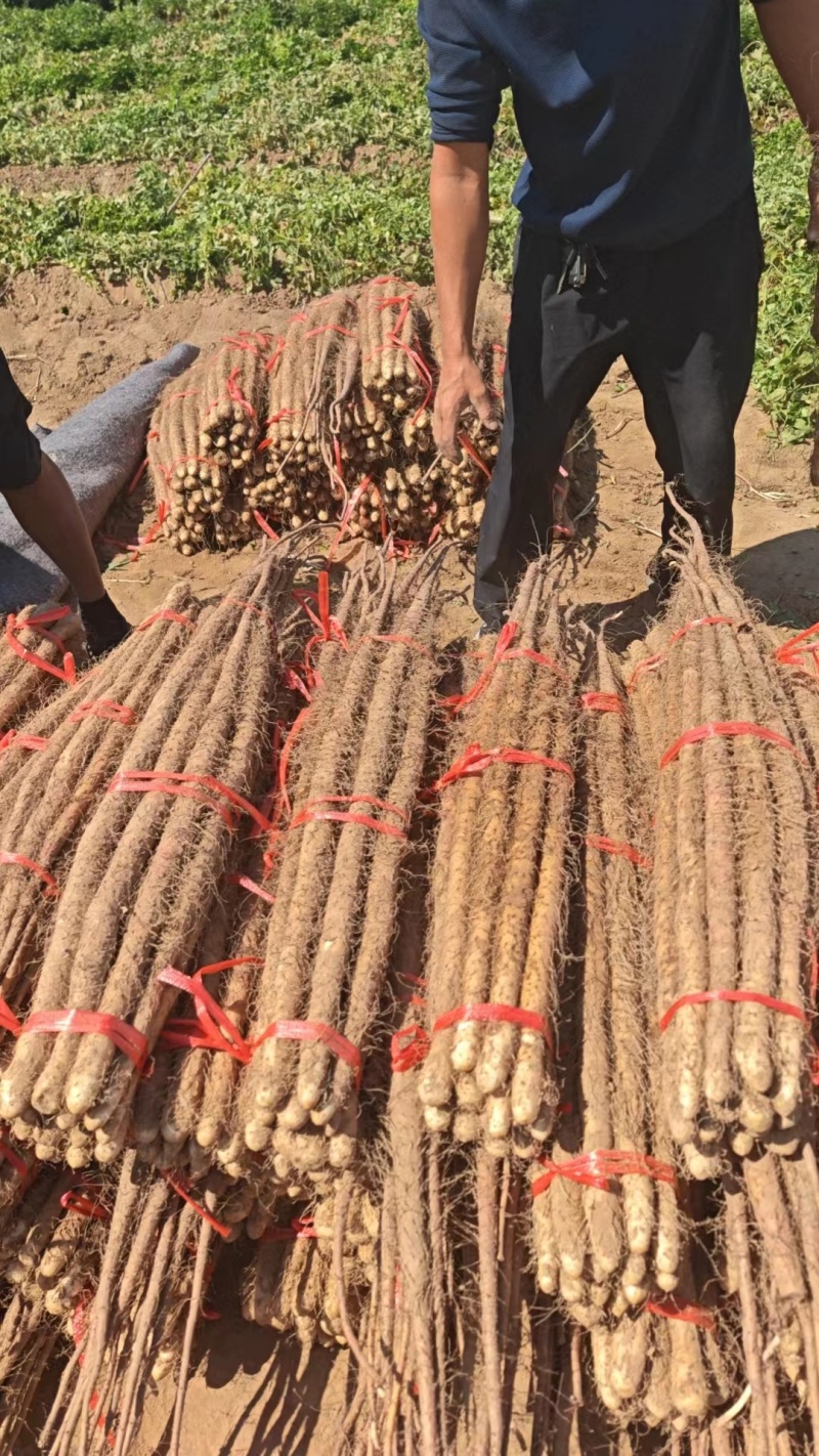 24年垆土铁棍山药大量上市，一手货源，3000斤起批