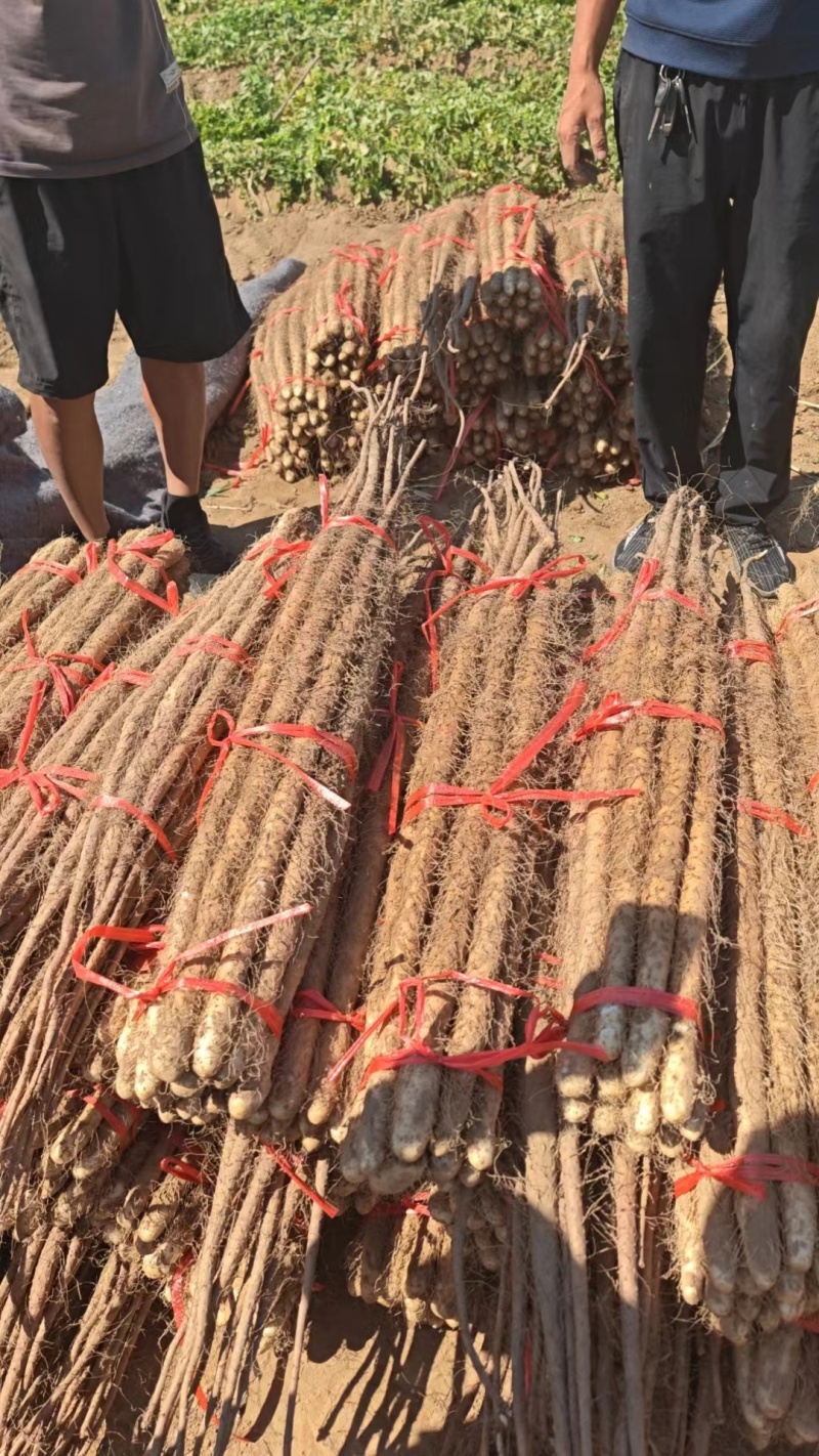 24年垆土铁棍山药大量上市，一手货源，3000斤起批