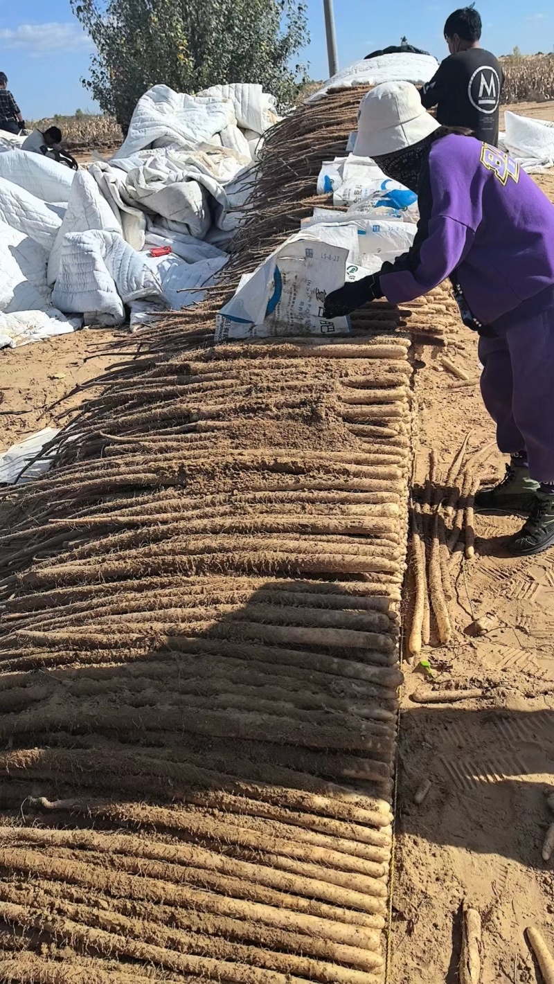 24年垆土铁棍山药大量上市，一手货源，3000斤起批
