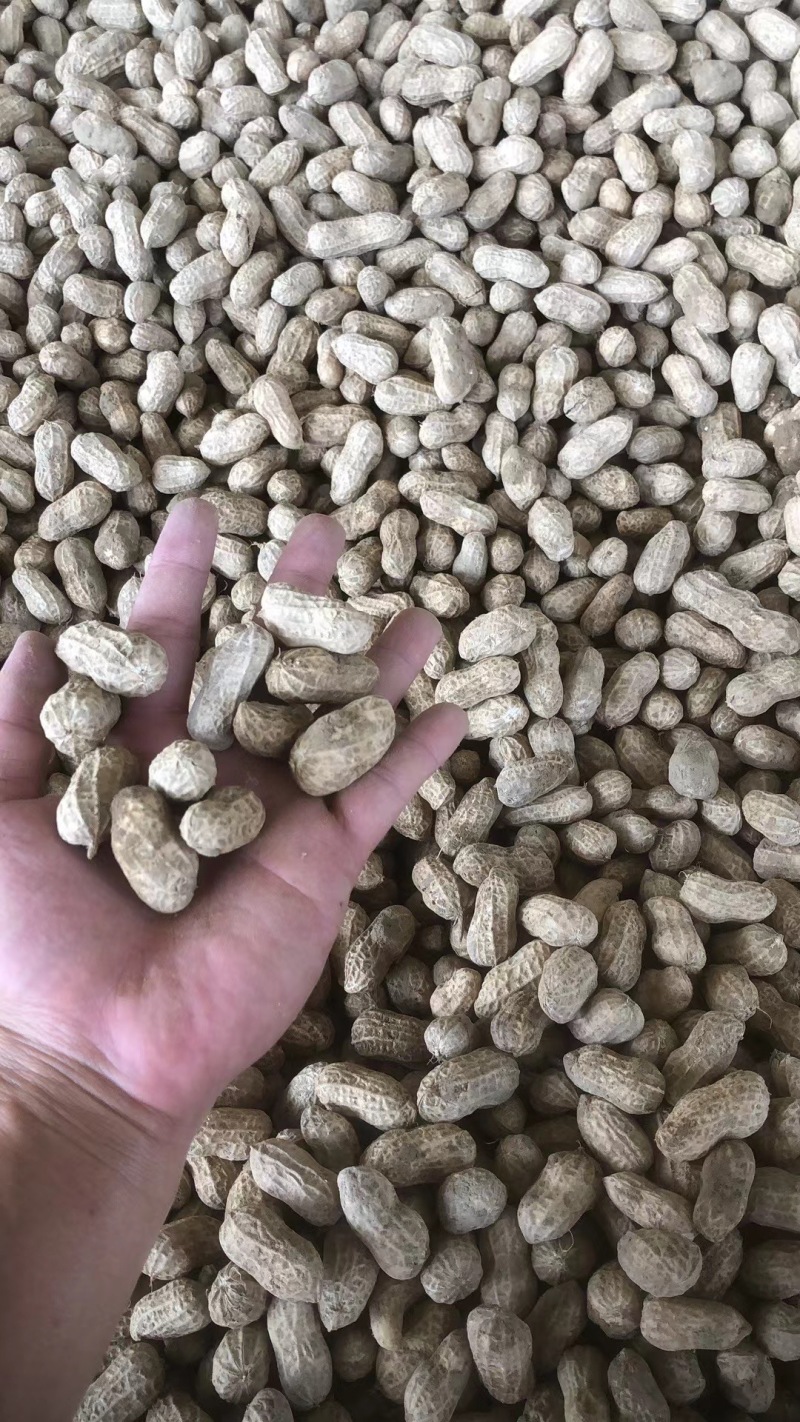 （实力）广西花生精品花生货源充足现货现发诚信经营