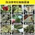 红蜘蛛专用**助剂二斑叶螨茶黄螨.厂家直发.品质保证