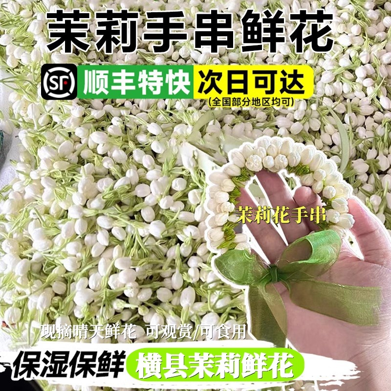 广西横县茉莉鲜花现摘茉莉花鲜花苞鲜切花手串手链新鲜可食用