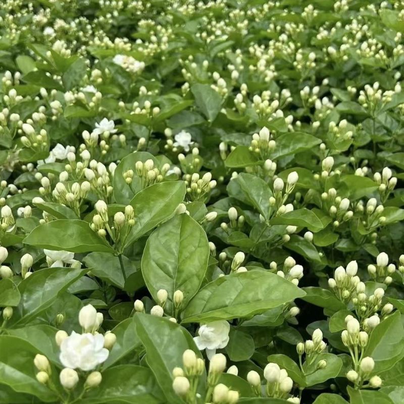 广西横县茉莉鲜花现摘茉莉花鲜花苞鲜切花手串手链新鲜可食用