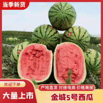 【精选】中卫西瓜金城5号西瓜头茬瓜大量上市中
