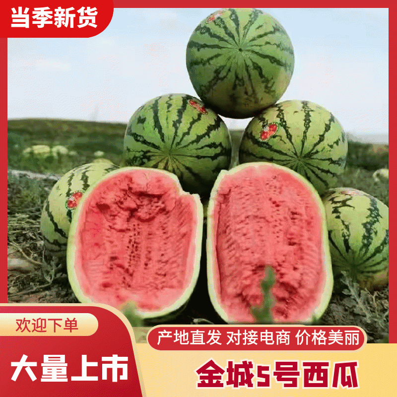 【精选】中卫西瓜金城5号西瓜头茬瓜大量上市中
