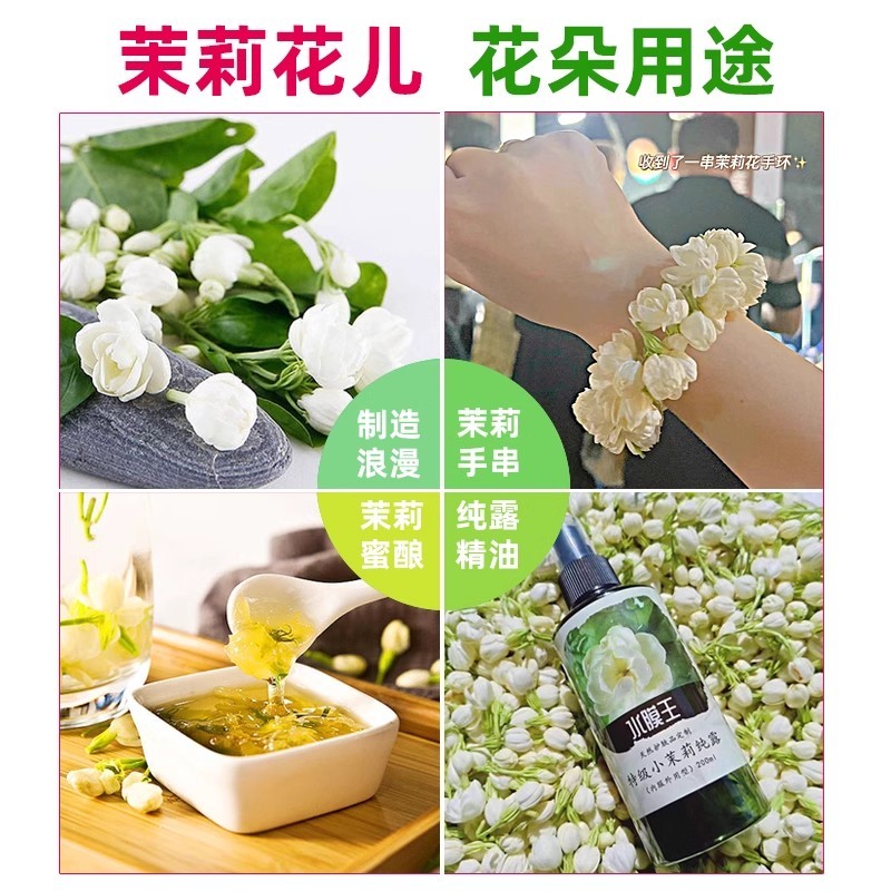 广西横县茉莉鲜花苞可食用优质花骨朵花苞蜜酱纯露酵素现摘