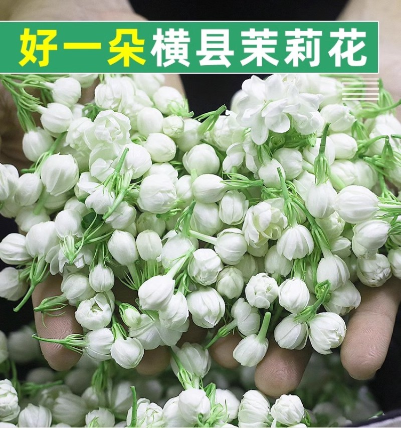 广西横县茉莉鲜花苞可食用优质花骨朵花苞蜜酱纯露酵素现摘