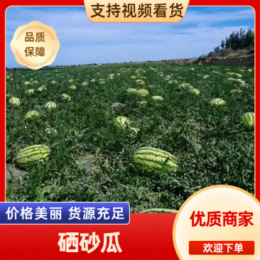 甘肃西瓜靖远硒砂瓜对接电商市场商超等各类客户