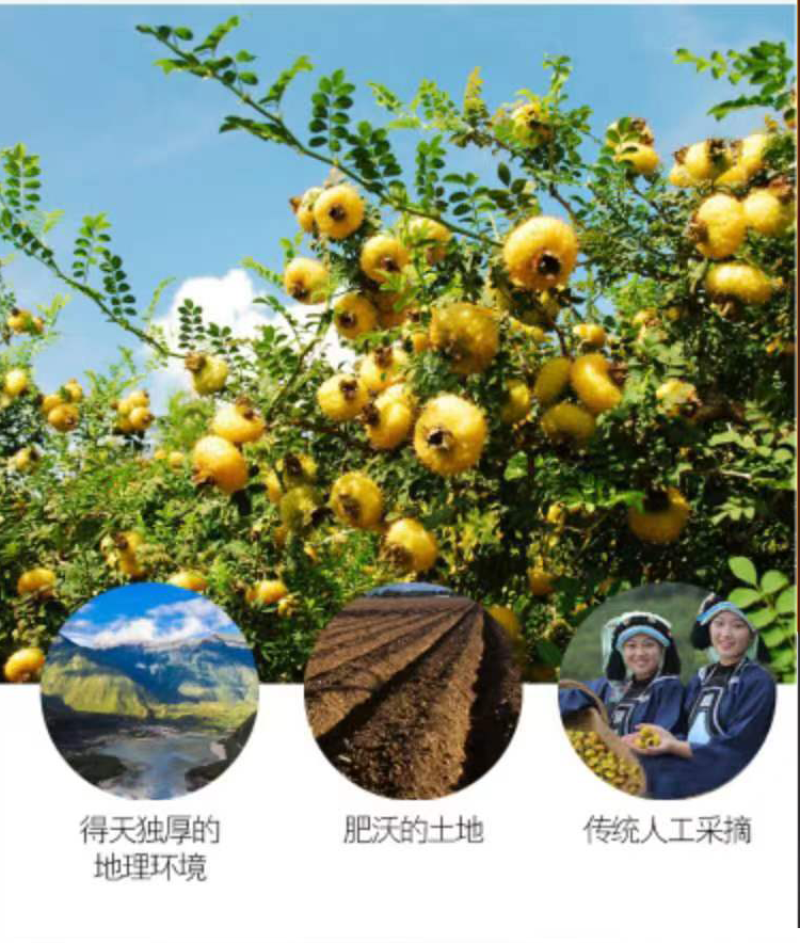 刺梨原液刺梨汁欢迎电联视频看货对接电商