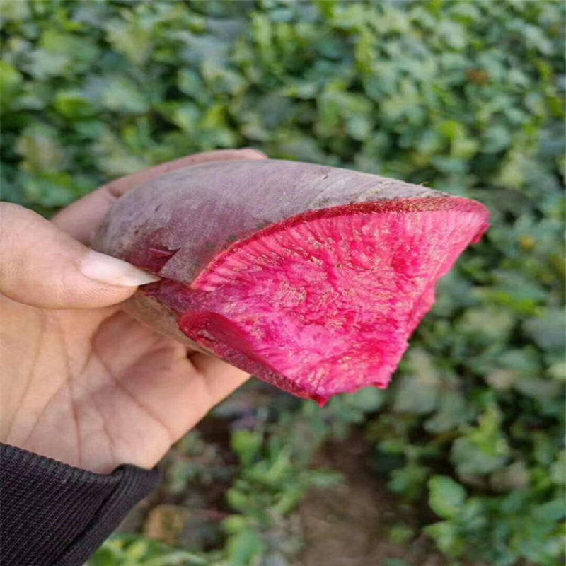 凤梨紫美人萝卜种子杂交红皮红肉水果萝卜种子甜脆水果型