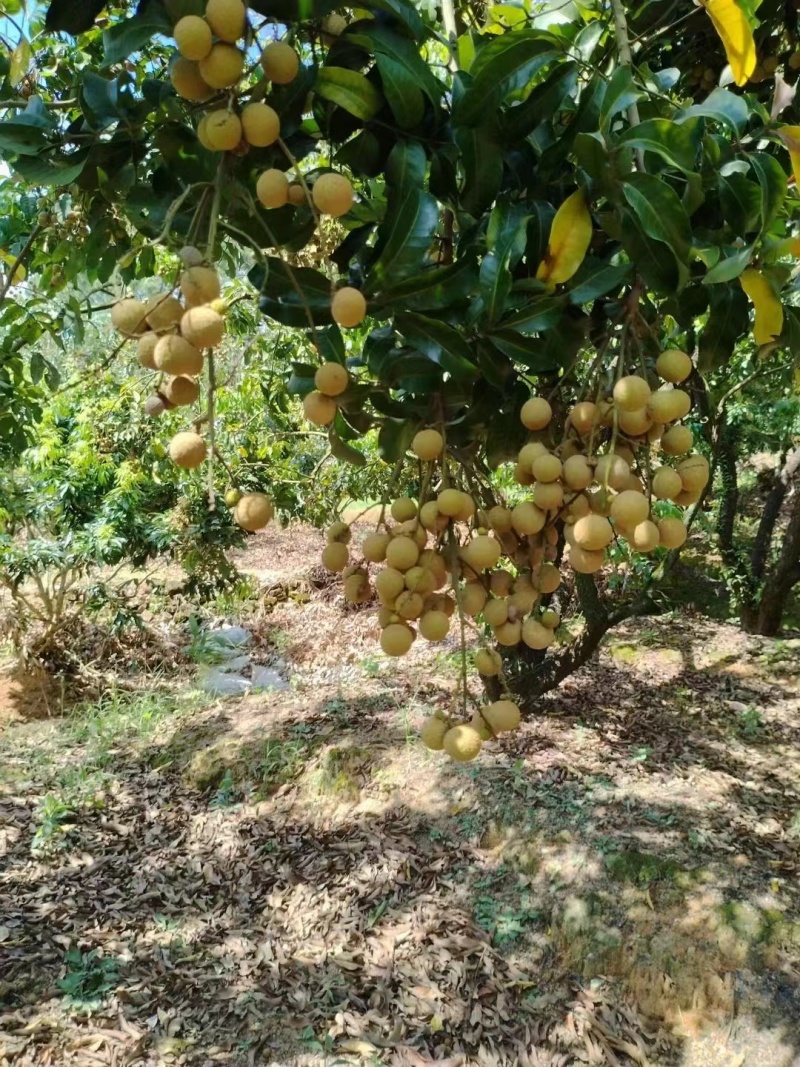 （推荐）龙眼大量上市，保质保量，一手货源，代发全国