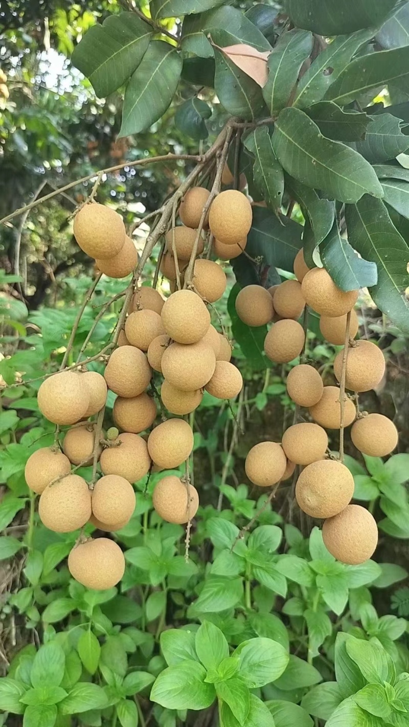 （推荐）龙眼大量上市，保质保量，一手货源，代发全国