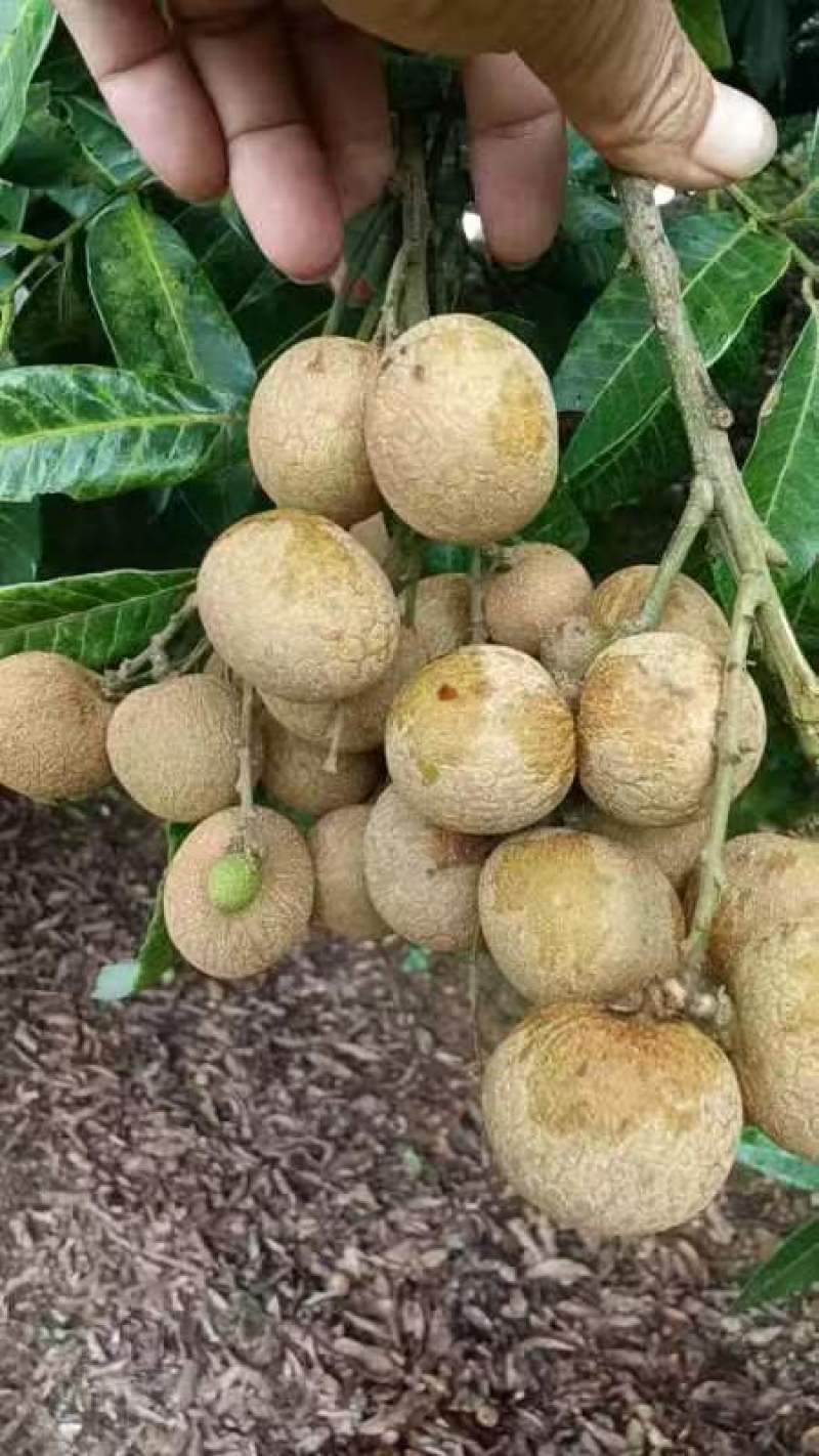 （推荐）龙眼大量上市，保质保量，一手货源，代发全国
