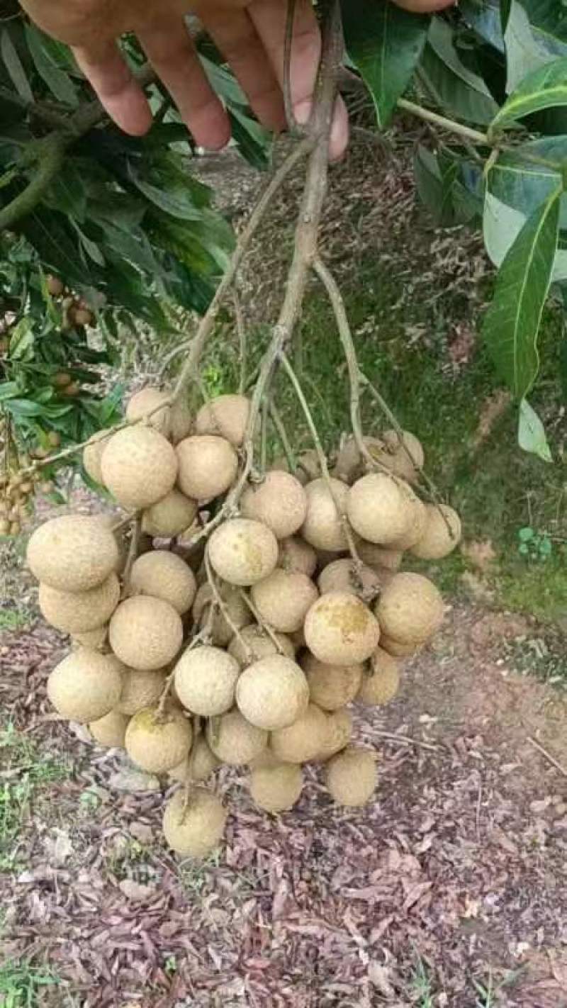 （推荐）龙眼大量上市，保质保量，一手货源，代发全国