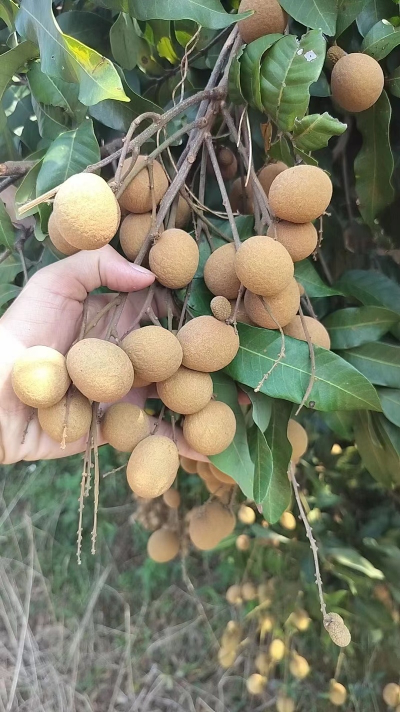 （推荐）龙眼大量上市，保质保量，一手货源，代发全国