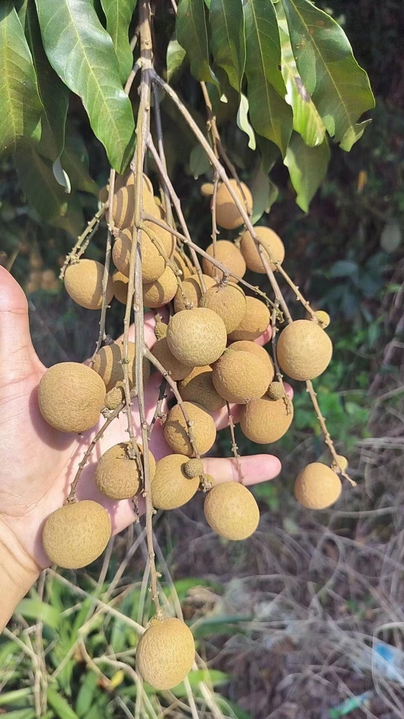 （推荐）龙眼大量上市，保质保量，一手货源，代发全国