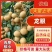 （推荐）龙眼大量上市，保质保量，一手货源，代发全国