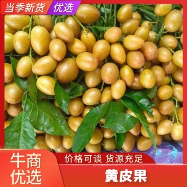 广西黄皮果黑金刚黄皮贵妃黄皮圆果黄皮产地供应！