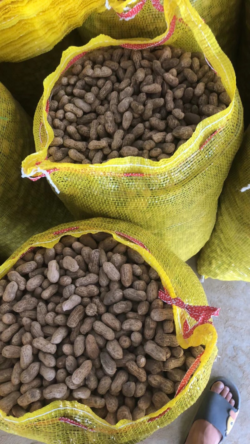 （实力）广西花生精品花生货源充足现货现发诚信经营