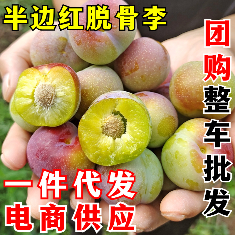 半边红李子一件代发茵红李脱骨李青红脆李