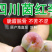 半边红李子一件代发茵红李脱骨李青红脆李