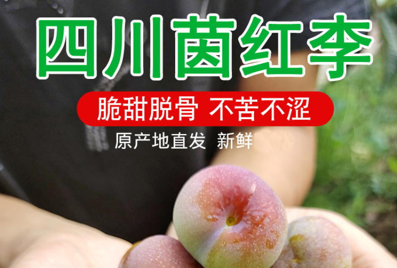 半边红李子一件代发茵红李脱骨李青红脆李