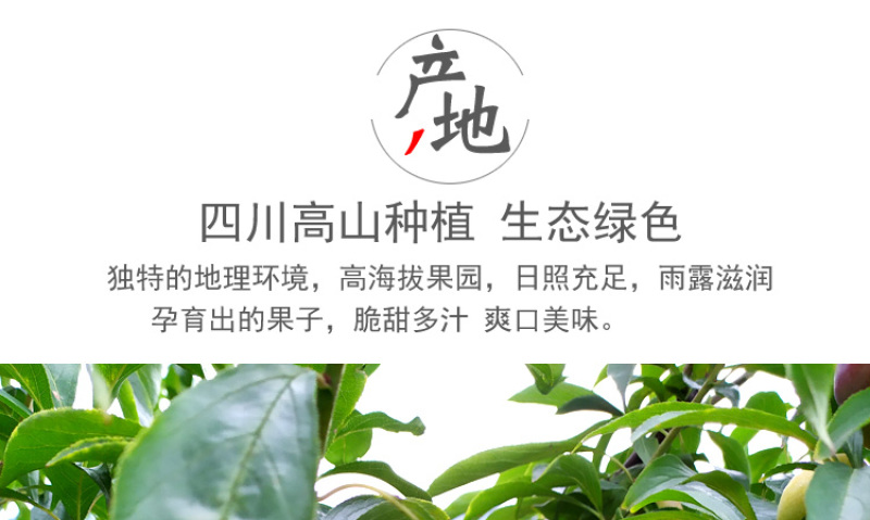 半边红李子一件代发茵红李脱骨李青红脆李