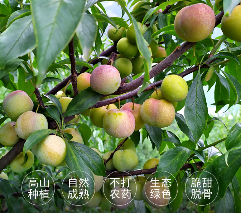 半边红李子一件代发茵红李脱骨李青红脆李
