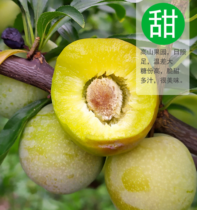 半边红李子一件代发茵红李脱骨李青红脆李
